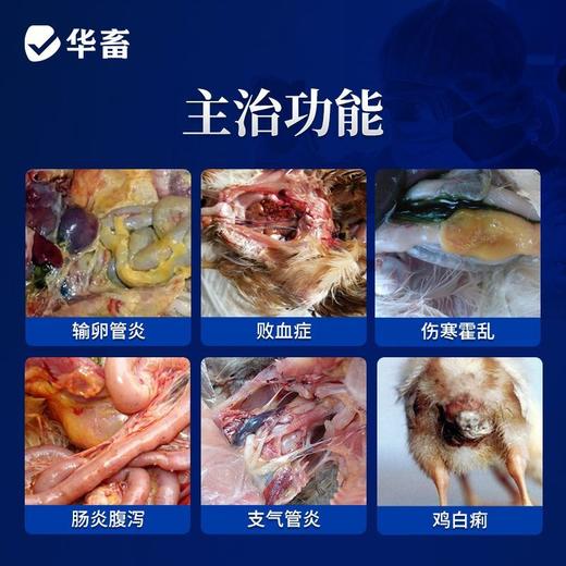 华畜兽药复方阿莫西林兽用可溶性粉克拉维酸钾国标抗菌猪用鸡鸭禽 商品图1