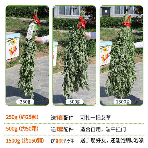 【预售】端午鲜艾挂门  艾草艾蒿   整颗现采 野地生长  长颗艾草叶艾蒿 驱蚊   北京同城 商品图2