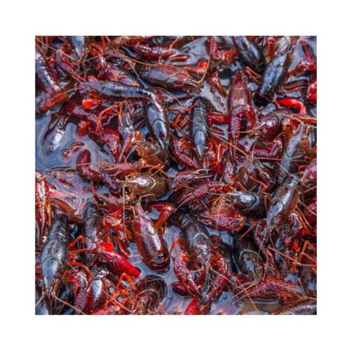 【鲜活】鲜活小龙虾（中青）（500±50g） 商品图1