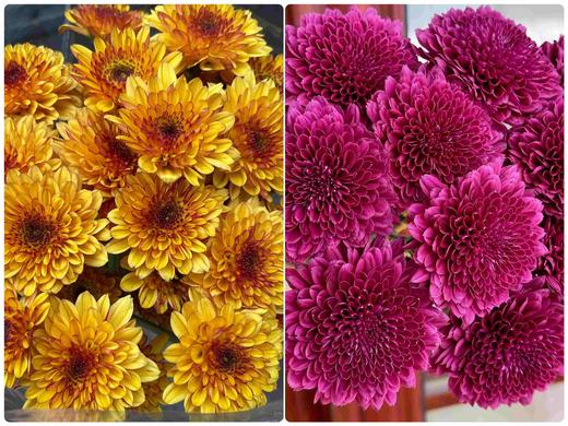 【布鲁诺小雏菊双拼】布鲁诺黄小菊5支+布鲁诺红小菊5支/份 商品图0