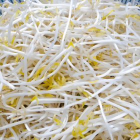【YMHR】绿豆芽 新鲜直采