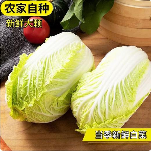 【YMHR】大白菜  大锅菜酸菜 商品图1