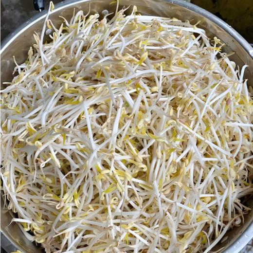 【YMHR】绿豆芽 新鲜直采 商品图1