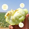 来来来 一起吃瓜【新疆老汉瓜｜火焰山下的软糯清甜】 自带蜜香的瓜 商品缩略图1