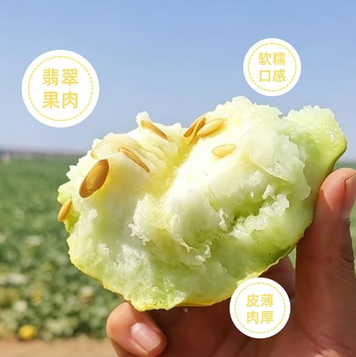 来来来 一起吃瓜【新疆老汉瓜｜火焰山下的软糯清甜】 自带蜜香的瓜 商品图1