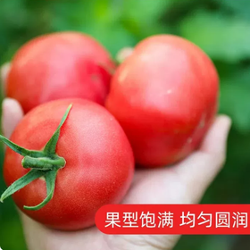【YMHR】西红柿  酸甜可口