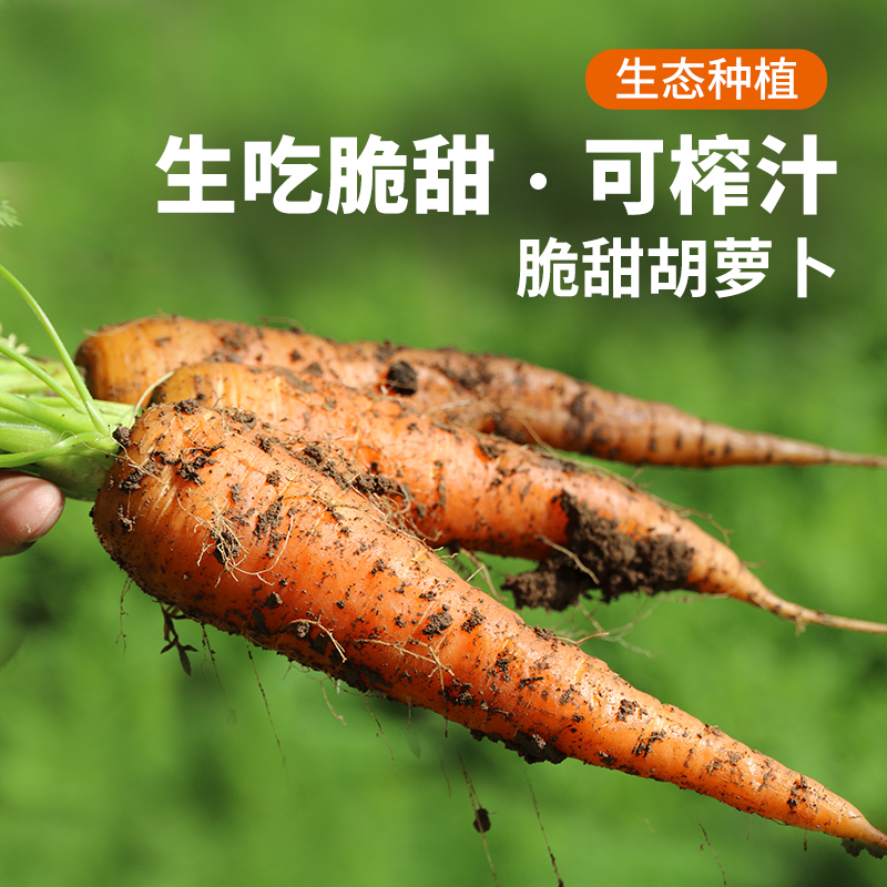 新鲜 胡萝卜1斤  脆嫩不糠心  清脆甘甜  多汁爽口
