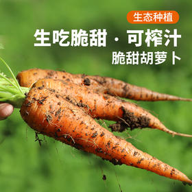 新鲜 胡萝卜1斤  脆嫩不糠心  清脆甘甜  多汁爽口