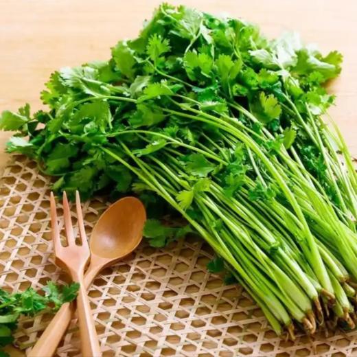 【YMHR】香菜  火锅必备  调味品 商品图2