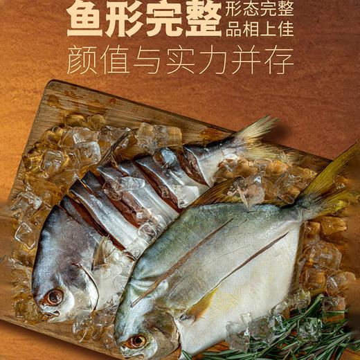 刺少 蒜瓣肉【阳江非遗技艺】鱼宗师 回味&淡晒金鲳鱼免杀免处理 肉质鲜美 营养丰富 老人小孩都爱吃 单条200-250g 商品图4