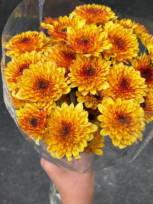 【布鲁诺小雏菊双拼】布鲁诺黄小菊5支+布鲁诺红小菊5支/份 商品图5