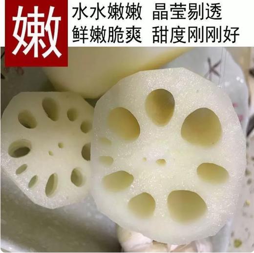 【YMHR】莲藕  凉拌生吃 商品图1