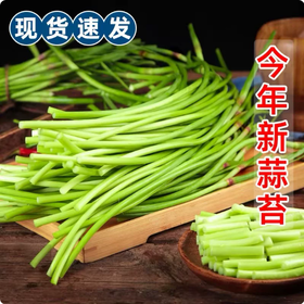 【YMHR】蒜薹  当季新鲜