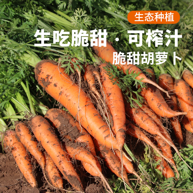 新鲜胡萝卜 3斤 香甜脆嫩  多汁爽口  生吃榨汁