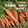 新鲜胡萝卜 3斤 香甜脆嫩  多汁爽口  生吃榨汁 商品缩略图0