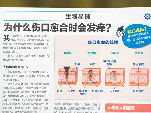 少年先锋报《好奇星球》2026.5-2027.4跨年订48期 | 科普界的金字招牌，手握科技前沿、全球视野，全面、优质、与时俱进，打开就能让孩子追着读 商品图9