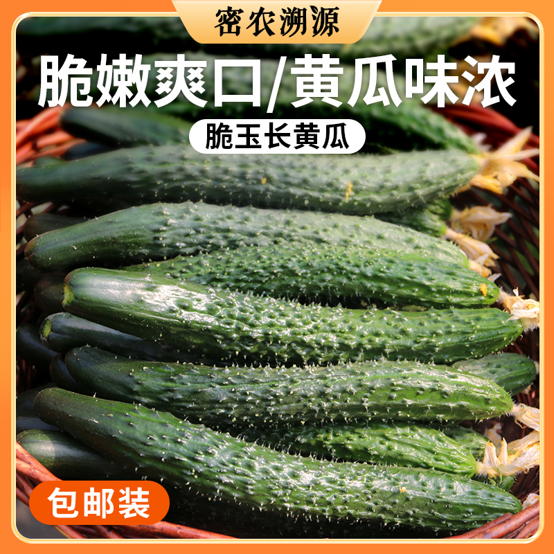 密云现摘脆玉长黄瓜  包邮装  儿时的味道 清脆爽口 黄瓜味浓