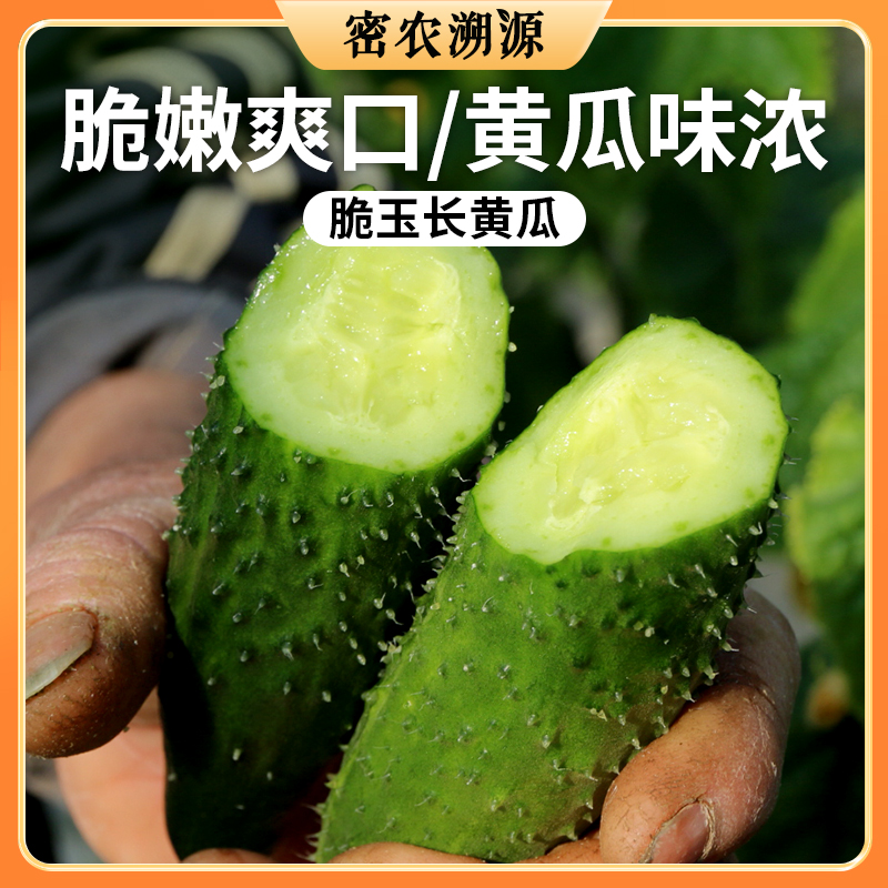 密云现摘脆玉长黄瓜 1斤   清脆爽口  黄瓜味浓 满口清香