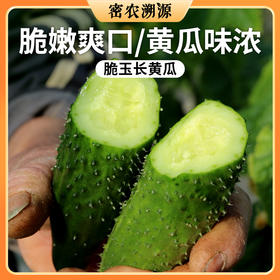 密云现摘脆玉长黄瓜 1斤   清脆爽口  黄瓜味浓 满口清香