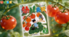 2026年5月有有的小菜园 商品缩略图0