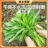 密云新鲜现摘空心菜300g  叶色碧绿  新鲜细嫩  清新爽口 商品缩略图0