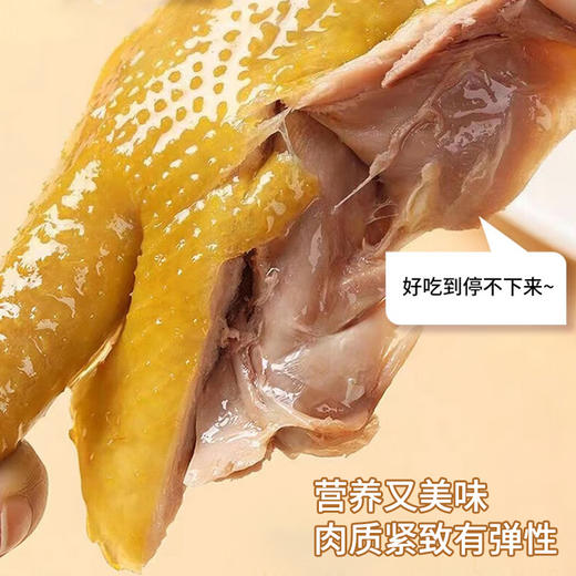 【99元两只起】生态清远母鸡/小公鸡/盐焗鸡 138天清远鸡 甄选纯种清远鸡苗，饲养于原产地的天农6优农场 商品图6