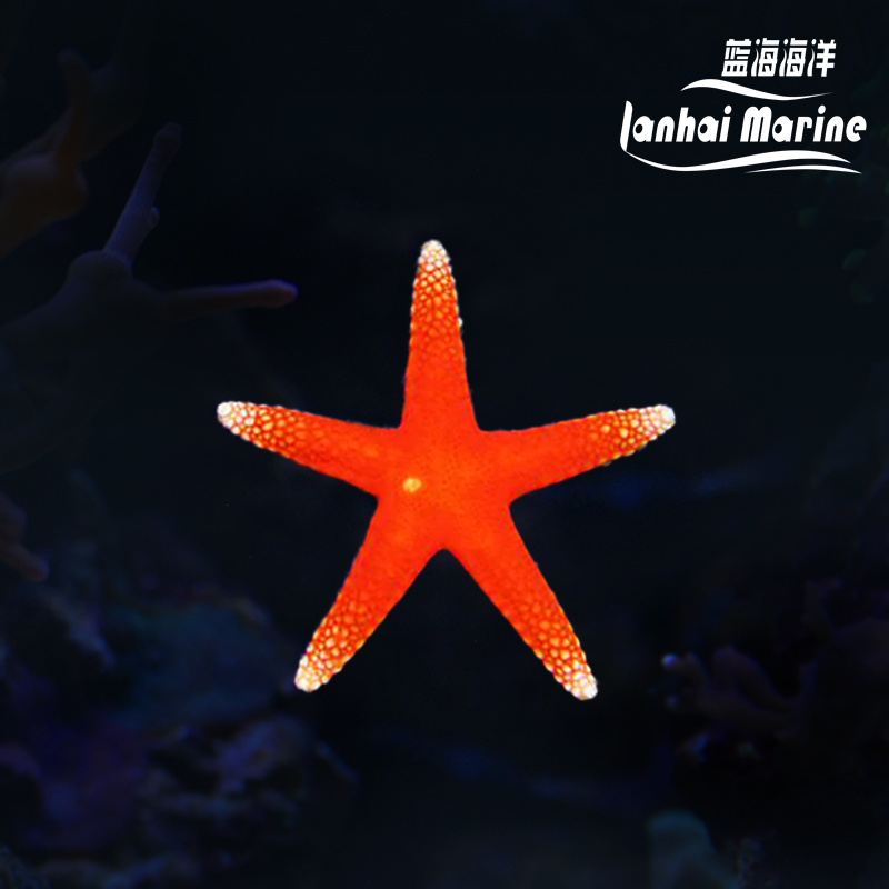 艳红小海星