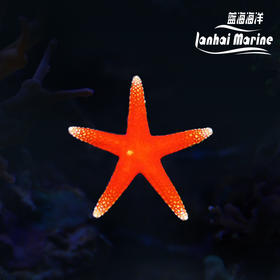 艳红小海星
