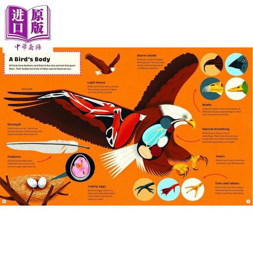 【中商原版】鸟类的构成要素 What Makes a Bird 英文原版 儿童科普绘本 鸟类世界图解指南 自然科学读物 进口童书 精装 商品图2