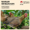 【99元两只起】生态清远母鸡/小公鸡/盐焗鸡 138天清远鸡 甄选纯种清远鸡苗，饲养于原产地的天农6优农场 商品缩略图10