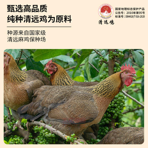 【99元两只起】生态清远母鸡/小公鸡/盐焗鸡 138天清远鸡 甄选纯种清远鸡苗，饲养于原产地的天农6优农场 商品图10