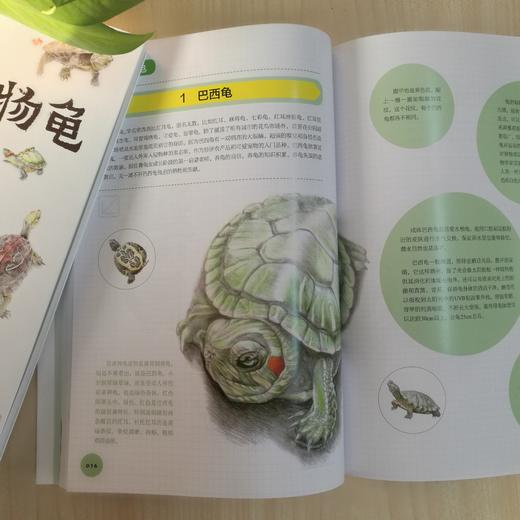 养好宠物龟手绘图鉴 商品图3