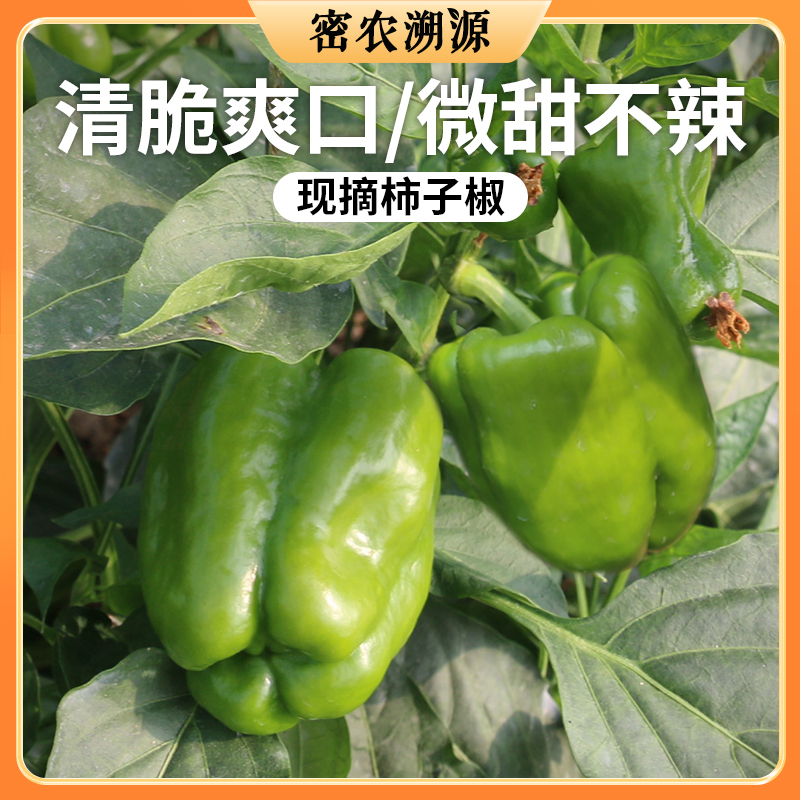 密云新鲜现摘柿子椒 300g   皮薄肉厚  口感清脆 味道浓郁  青椒