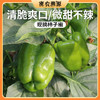 密云新鲜现摘柿子椒 300g   皮薄肉厚  口感清脆 味道浓郁  青椒 商品缩略图0