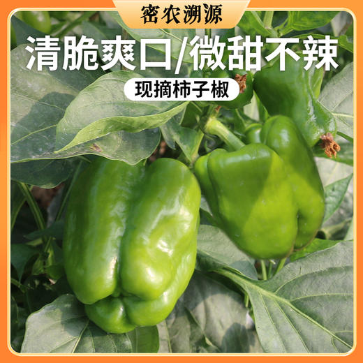 密云新鲜现摘柿子椒 300g   皮薄肉厚  口感清脆 味道浓郁  青椒 商品图0