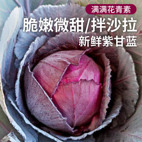 安心优选 紫甘蓝 750g 含有花青素  甜脆可口 水份充足 凉拌沙拉菜