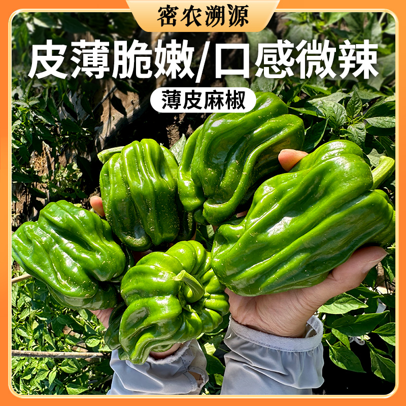 密云农家种植薄皮脆椒 300g  麻椒  皮薄脆嫩  口感微甜  每天新鲜采摘发货  青椒