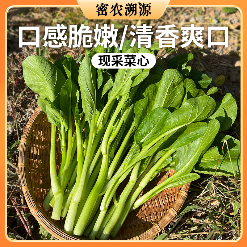 密云现摘菜心 300g   菜叶翠绿鲜嫩  菜茎脆嫩 口感清甜不艮