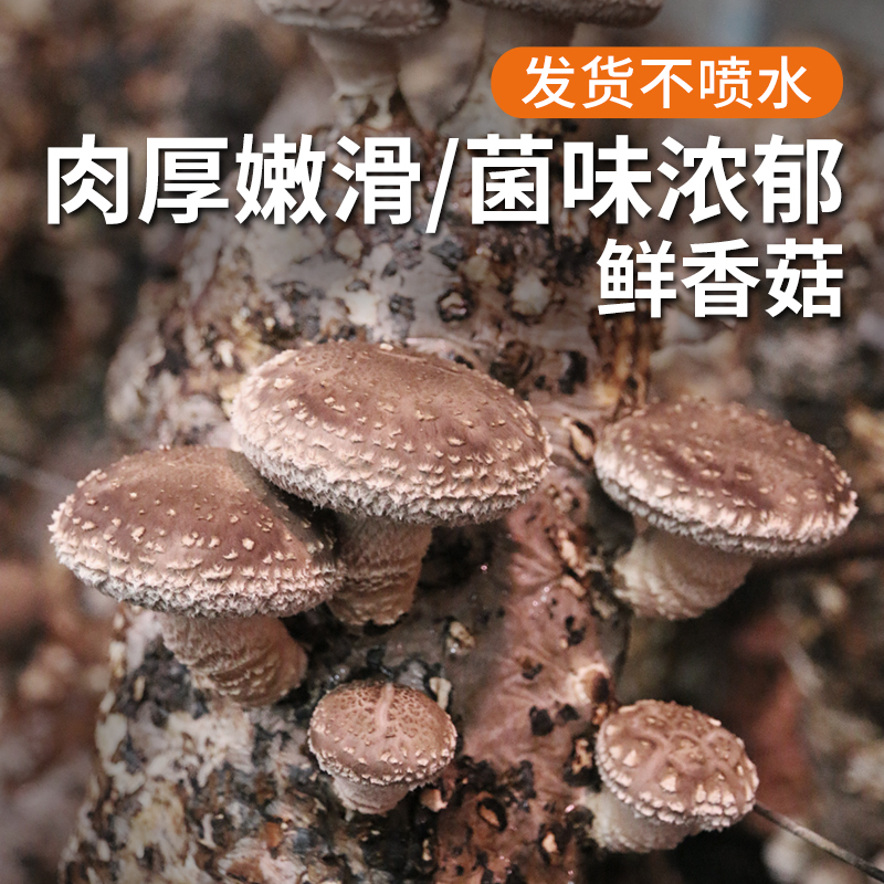 安心优选 新鲜香菇300g  自然生长  菌肉饱满  口味香浓