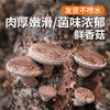 安心优选 新鲜香菇300g  自然生长  菌肉饱满  口味香浓 商品缩略图0