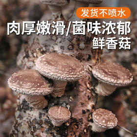 安心优选 新鲜香菇300g  自然生长  菌肉饱满  口味香浓
