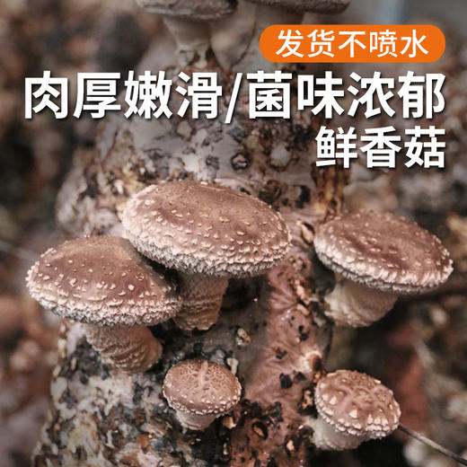 安心优选 新鲜香菇300g  自然生长  菌肉饱满  口味香浓 商品图0