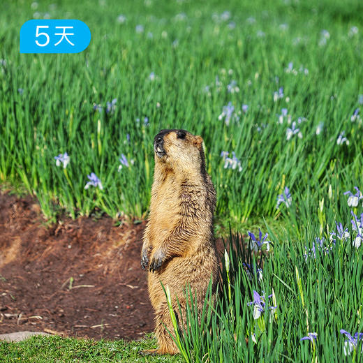 祁连山开湖节｜66公里轻装徒步 走进最美花季 全年仅此一期 5日 商品图11