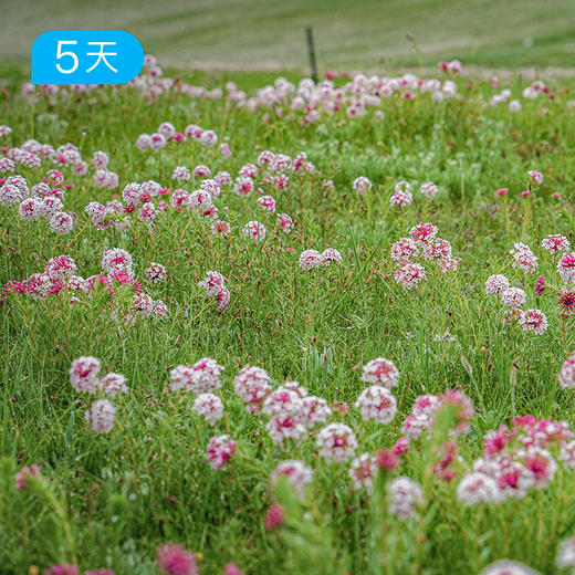 祁连山开湖节｜66公里轻装徒步 走进最美花季 全年仅此一期 5日 商品图5