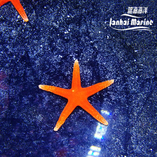 艳红小海星 商品图3