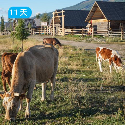 北疆环游轻徒步｜一次性玩转阿勒泰和伊犁两大地区 11天打卡5种新疆 商品图1