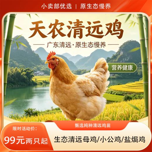 【99元两只起】生态清远母鸡/小公鸡/盐焗鸡 138天清远鸡 甄选纯种清远鸡苗，饲养于原产地的天农6优农场 商品图0
