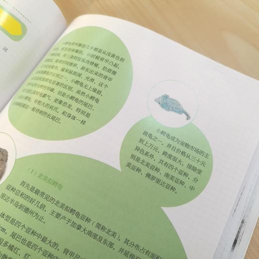 养好宠物龟手绘图鉴 商品图4