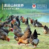 【99元两只起】生态清远母鸡/小公鸡/盐焗鸡 138天清远鸡 甄选纯种清远鸡苗，饲养于原产地的天农6优农场 商品缩略图1