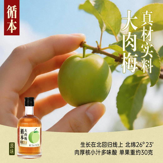 【整箱装】（再赠三瓶）循本青梅酒 12度 原味 300ml*6瓶 新品限时特惠百年糊涂出品 商品图1